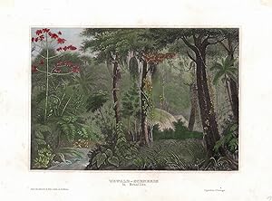 Urwald Scenerie in Brasilien. Südamerika. Stahlstich koloriert. 1835