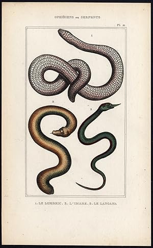 Antique Print-EARTHWORM-SNAKE-LANGAHA-MADAGASCAR-Anonymous-ca. 1840