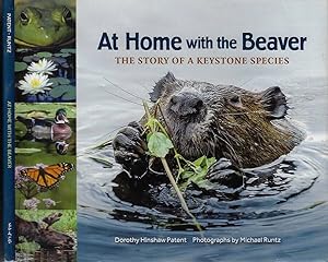 Bild des Verkufers fr At Home with the Beaver the story of a keystone species zum Verkauf von Biblioteca di Babele