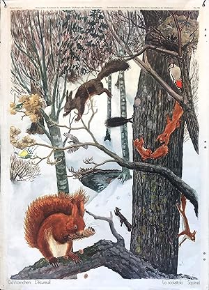 Eichhörnchen | L ecureuil | Lo scoiatollo | Squirrel