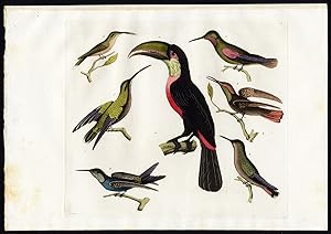 Antique Print-TUKAN-HUMMINGBIRD-BIRD-Raineri-Ferrario-1827