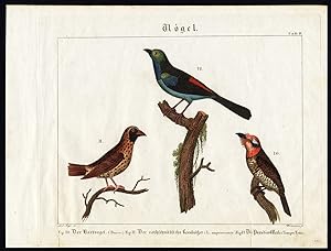 Rare Antique Print-PARADISE TANAGER-BARBET-GROSBEAK-BIRD-Wilmsen-1821
