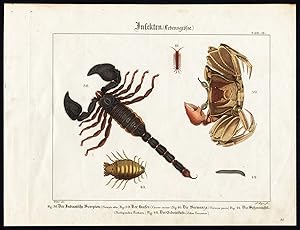 Antique Print-INDIAN SCORPION-GHOST CRAB-ISOPOD-STONE CENTIPEDE-Wilmsen-1821