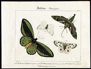 Antique Print-APOLLO BUTTERFLY-OLEANDER HAWK MOTH-GREEN BIRDWING-Wilmsen-1821