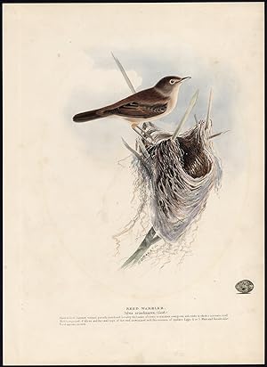 Antique Bird Print-REED WARBLER-ACROCEPHALUS ARUNDINACEUS-Meyer-1853