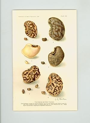 1908 Antique, Unframed, and Unmatted Color Botanical Print of Cow Peas and Beans by Amanda Newton...