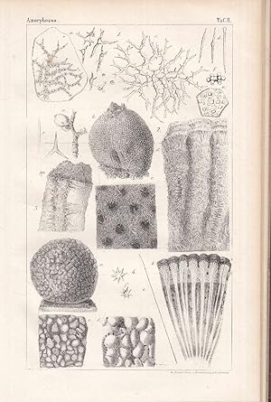 Bild des Verkufers fr Die Klassen und Ordnungen des Thier-Reichs, wissenschaftlich dargestellt in Wort und Bild. Erster Band: Amorphozoen. - zum Verkauf von Antiquariat Tautenhahn