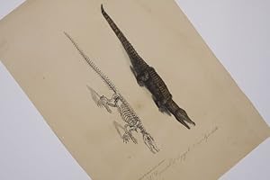 Bild des Verkufers fr 1. Le Crocodile d'Egypte, 2. son Squelette. - zum Verkauf von Antiquariat Tautenhahn