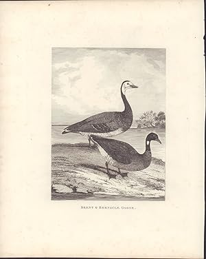 Brent & Bernacle Goose. -