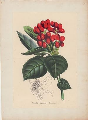 Aucuba japonica (Foemina). - [Japanische Aucube oder Japanisches Goldauge]. -