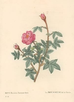 Rosa Muscosa Anemone- flora. La Mousseuse de la Fleche. -