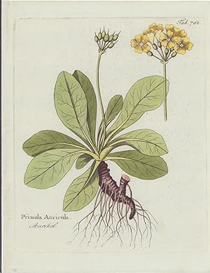 Primula Auricula. Aurikel. -