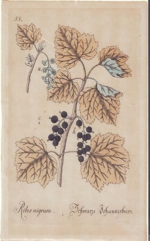 Imagen del vendedor de Ribes nigrum. Schwarze Johannesbeere. - a la venta por Antiquariat Tautenhahn