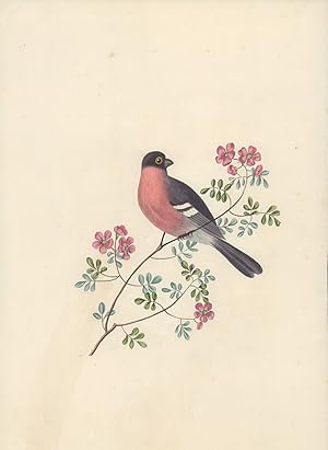 [The Bullfinch]. -