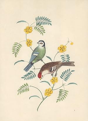 [The Tom-Tit and Red Pole]. -