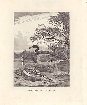 Wild Drake & Pintail. -