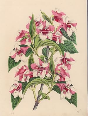 [Weigelia amabilis Van Houttei]. - [Geißblattgewächs]. -