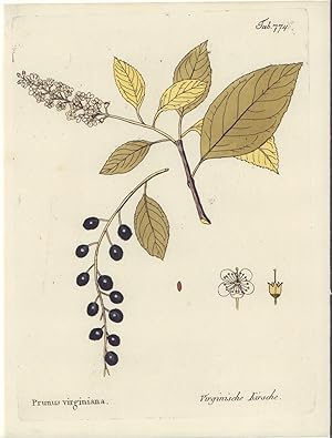 Prunus virginiana. Virginische Kirsche. -