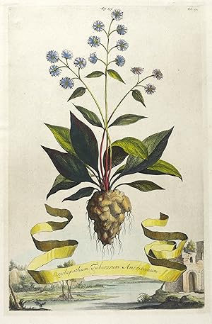 Seller image for Spitzampfer / Grindwurz. Oxylapathum tuberosum americanum. Munting. Oxylapathum tuberosum americanum for sale by GALERIE HIMMEL