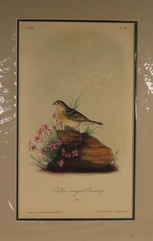 Yellow-winged Bunting No. 33, PI. 162