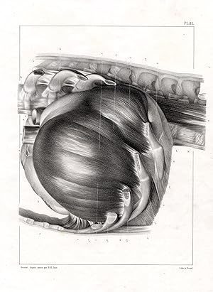 Antique Medical Anatomy Print-THORAX-DIAPHRAGM-Bourgery-1831