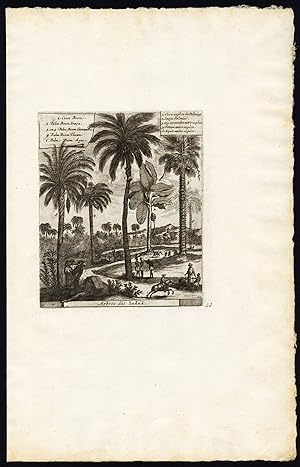 Rare Antique Print-PALM TREES-COCOS-EAST INDIES-INDONESIA-van der Aa-1725