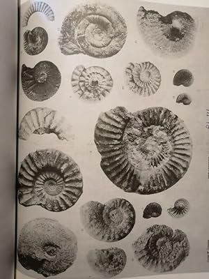 Fossiles jurassiques du Mâconnais vers 1990 - LISSAJOUS Marcel - Paléontologie Recensement de tou...