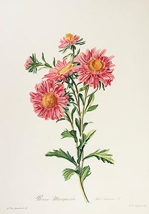 Reine-marguerite. Aster chinensis L. [From: Fleurs dessinées d'après nature, Recueil utile aux a...