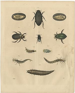 Antique Print of various Insects by Hoffmann (1847)