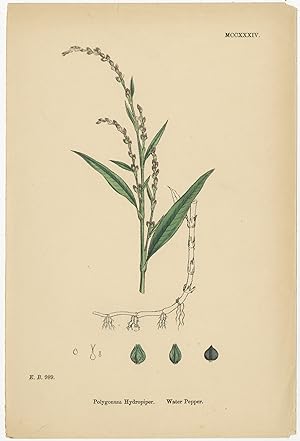 Antique Botany Print of the Persicaria Hydropiper by Sowerby (1883)