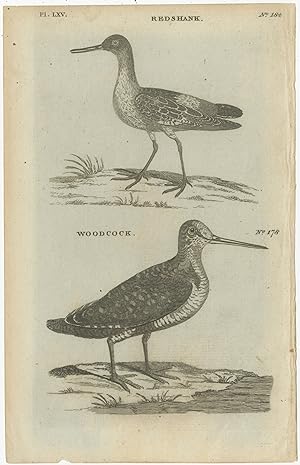 Antique Bird Print of the Redshank and Eurasian Woodcok (1776)