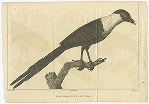 Antique Bird Print of a Magpie of New Caledonia (c.1800)