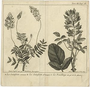 Antique Print of Onobrychis and Leaves (1737)