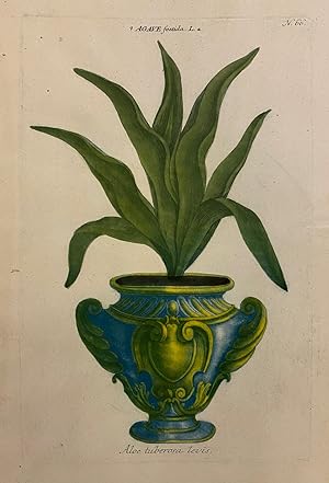 Aloe tuberosa levis; N. 66 Agave foetida