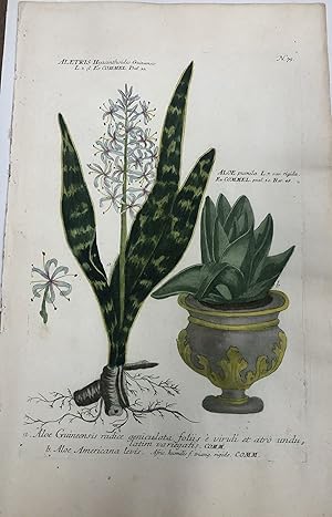 Aletris Hyaccinthoides with Aloe pumila; N. 75