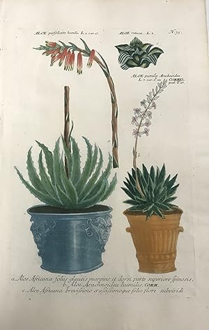 Aloe perfoliata humilis, Aloe, Aloe pumila; N. 73