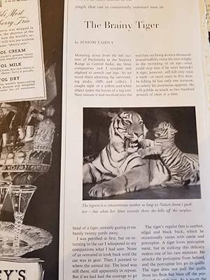 Seller image for Article: the Brainy Tiger "There is No Other Animal in the Jungle That Can so Consistently Outsmart Man." for sale by Hammonds Antiques & Books
