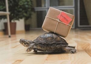 Tortoise Transport Courier Delivering A Parcel German Animal Comic Postcard