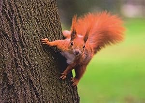 Squirrel Playing On Tree Branch German Eichhornchen Postcard