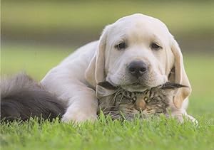 Tabby Cat & White Labrador Dog Animal Love Cute Comic Postcard