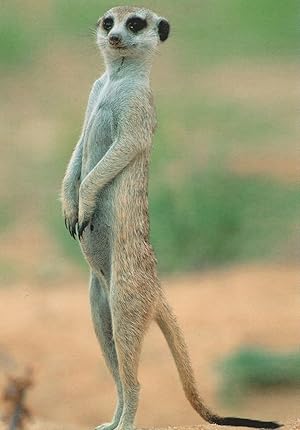 Meerkat Moongoose Suricate African Animal Erdmannchen German Postcard