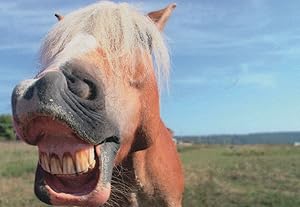 Funny Horse Laughing Lustiges Pferd Comic German Horses Postcard