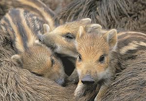Wild Baby Boar Cubs Wildschwein Frischlinge German Postcard