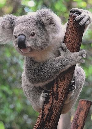 Cute Koala Bear Putziger Koalabar Stunning German Postcard