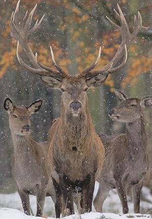 Imagen del vendedor de I'm Top Dog Red Deer In Snow Der Platzhirsch Rothiersch German Postcard a la venta por Postcard Finder