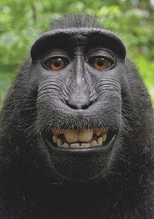 Funny Face Monkey Witzigger Affe Ape Comic German Animal Postcard