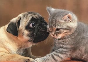 Boxer Dog Biting Cats Eye OUCH But So Cute Kitten German Postcard