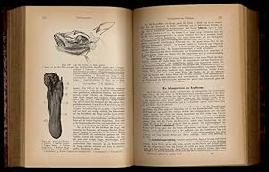 Bild des Verkufers fr Handbuch der vergleichenden Anatomie der Hausthiere. zum Verkauf von Rainer Kurz - Antiquariat in Oberaudorf