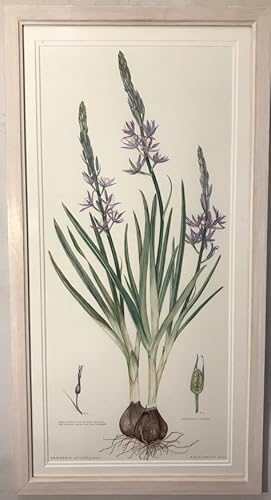 FINE ORIGINAL BOTANICAL WATERCOLOUR OF CAMASSIA LEICHTLINII