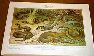 Chromolithographie "Schlangen III. Heimische Schlangen". Dabei: Holzschnitt "Schlangen I. und II....